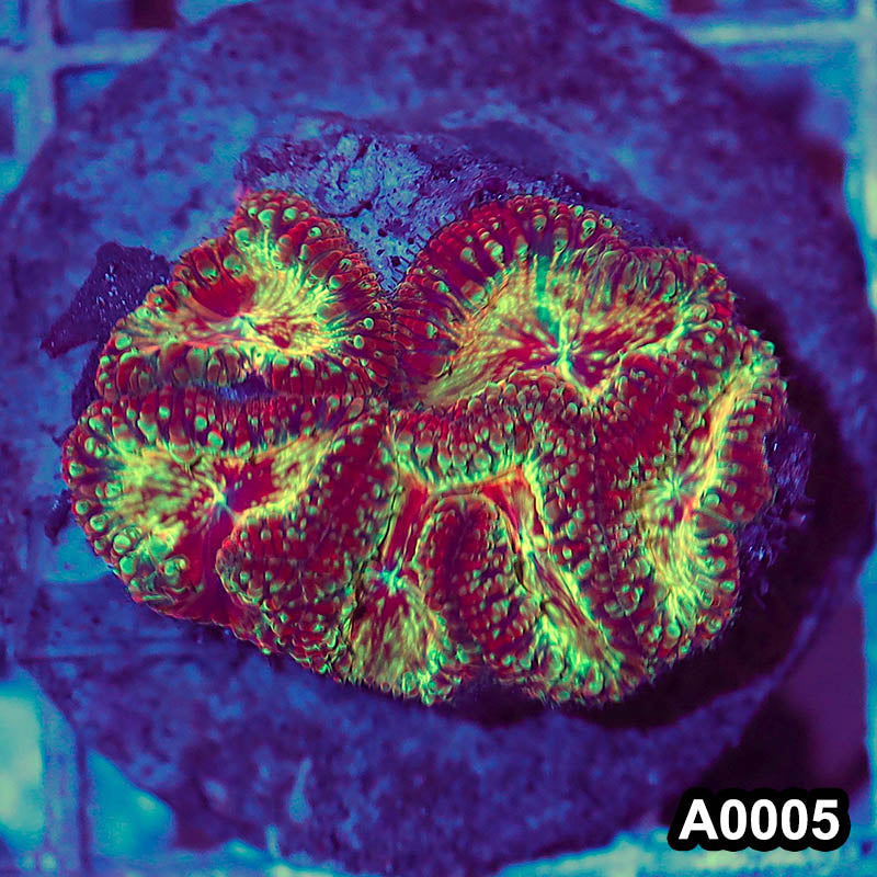 Item#A0005RW0005(M) WYSIWYG Indo Cultured Ultra Rare Blastomussa Colony
