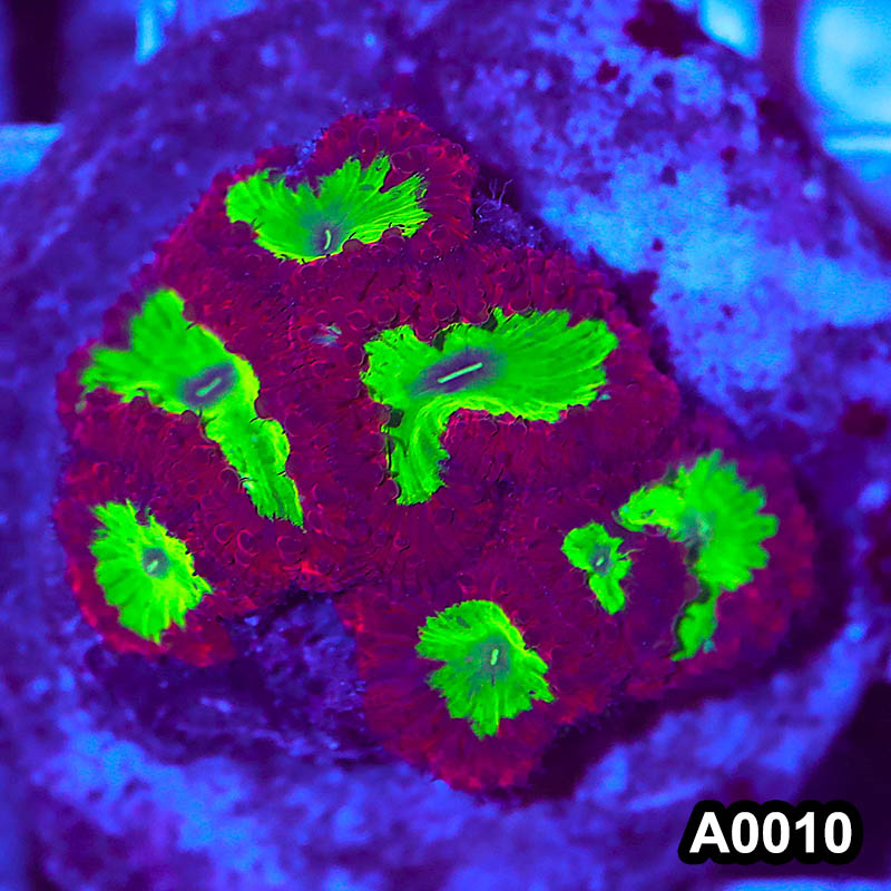 Item#A0010RW0010(M) WYSIWYG Indo Cultured Ultra Unique Blastomussa Colony