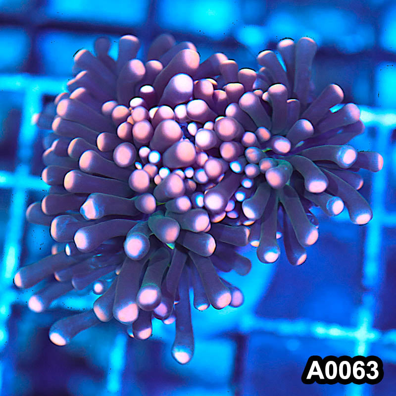 Item#A0063LW0063(M) WYSIWYG Indo Cultured Ultra Pink Tip Torch 1H