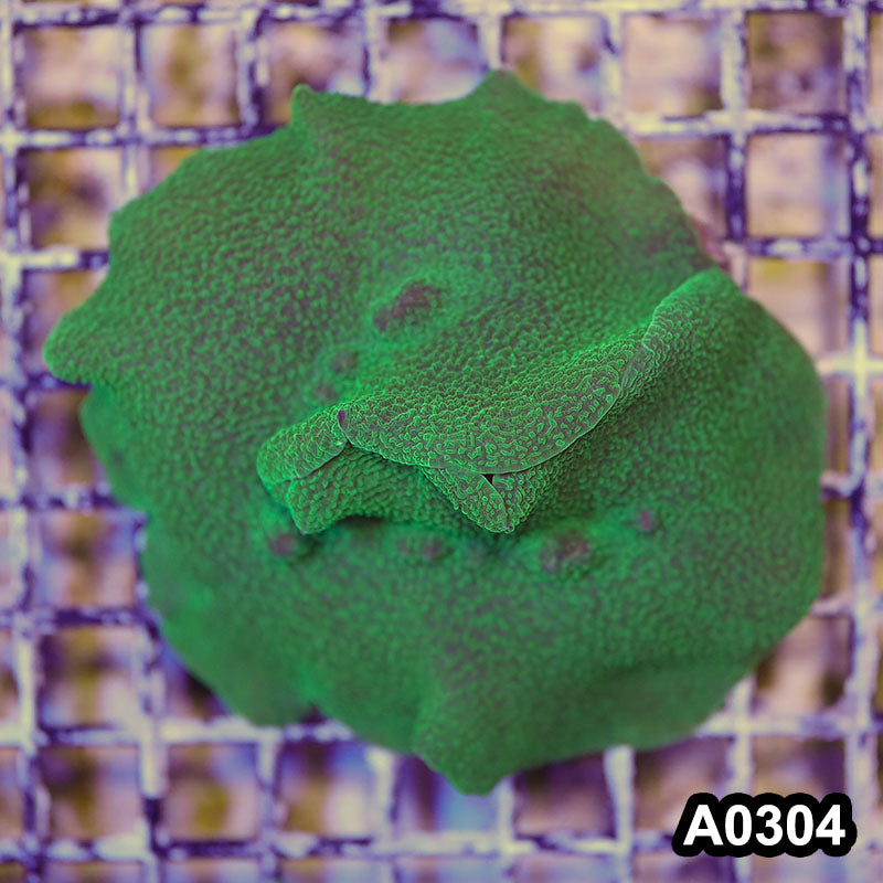 Item#A0304RW0304(M) WYSIWYG Vietnam Green Elephant Ear Mushroom