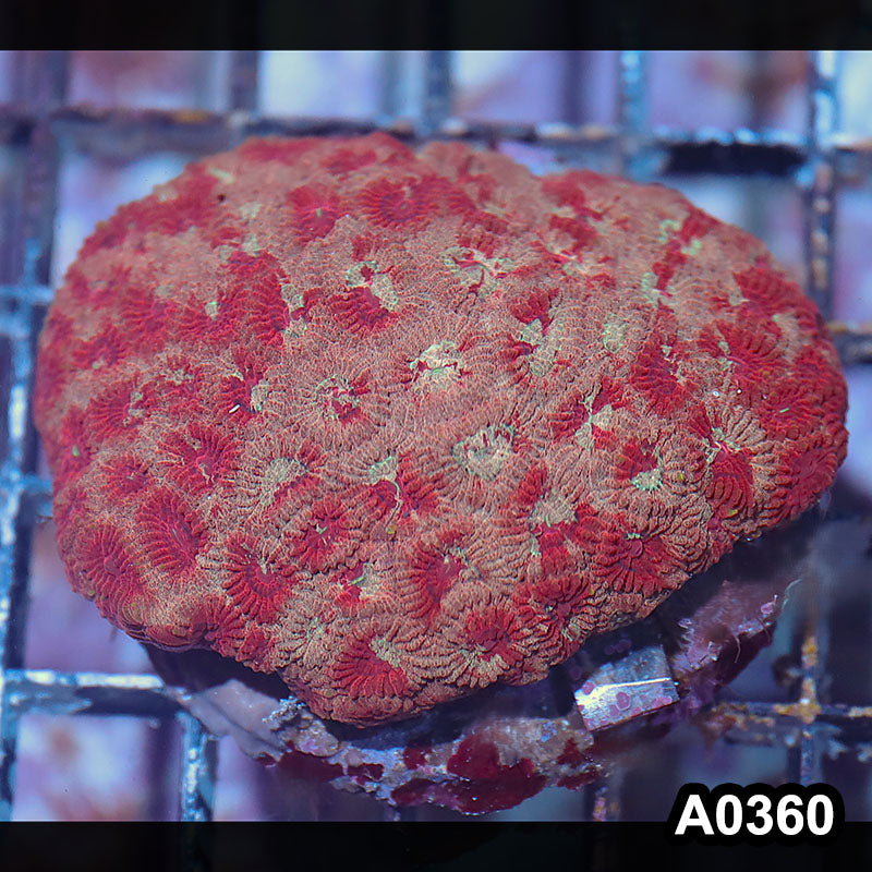 Item#A0360IN0360(M) WYSIWYG Indo Cultured Ultra Unique Favia Colony