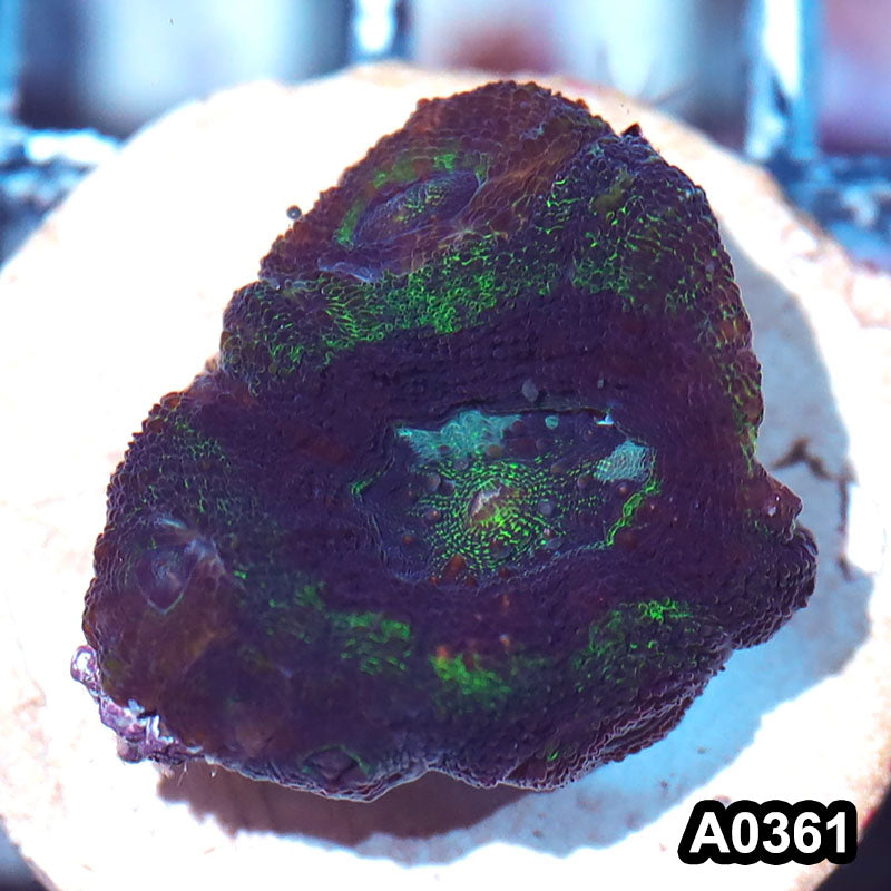 Item#A0361IN0361(S) WYSIWYG Aussie Ultra Bowerbanki Frag