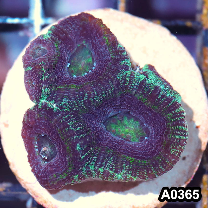 Item#A0365IN0365(S) WYSIWYG Aussie Ultra Bowerbanki Frag