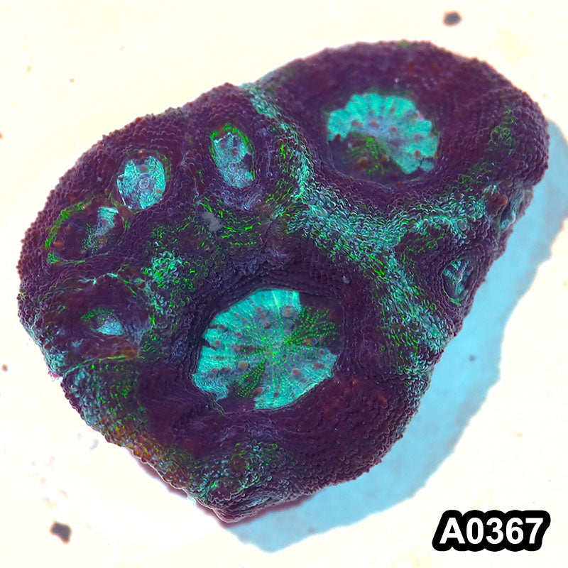 Item#A0367IN0367(S) WYSIWYG Aussie Ultra Bowerbanki Frag