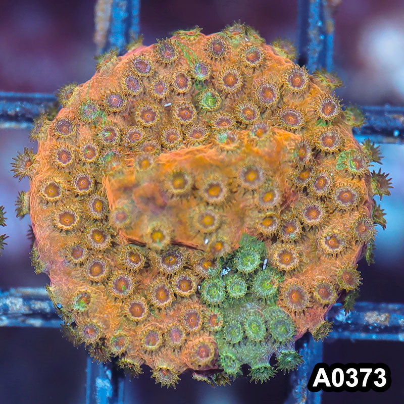 Item#A0373IN0373(S) WYSIWYG Cultured Rare Acid Trip Cyphastrea Frag