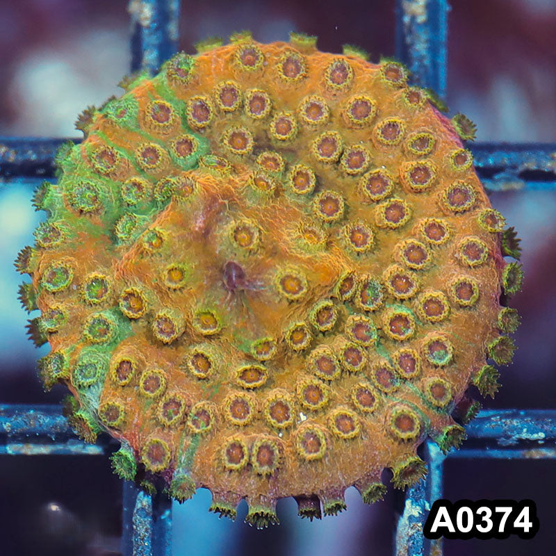 Item#A0374IN0374(S) WYSIWYG Cultured Rare Acid Trip Cyphastrea Frag