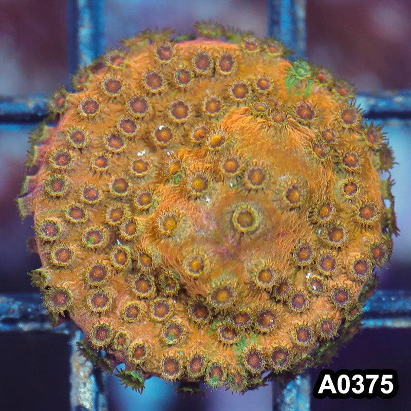 Item#A0375IN0375(S) WYSIWYG Cultured Rare Acid Trip Cyphastrea Frag