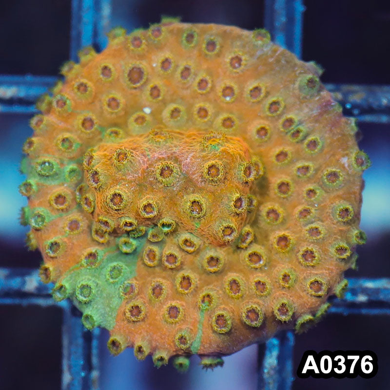 Item#A0376IN0376(S) WYSIWYG Cultured Rare Acid Trip Cyphastrea Frag