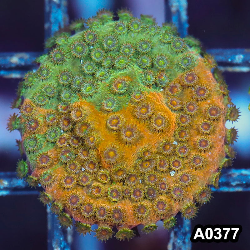 Item#A0377IN0377(S) WYSIWYG Cultured Rare Acid Trip Cyphastrea Frag