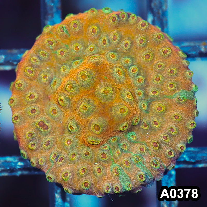 Item#A0378IN0378(S) WYSIWYG Cultured Rare Acid Trip Cyphastrea Frag