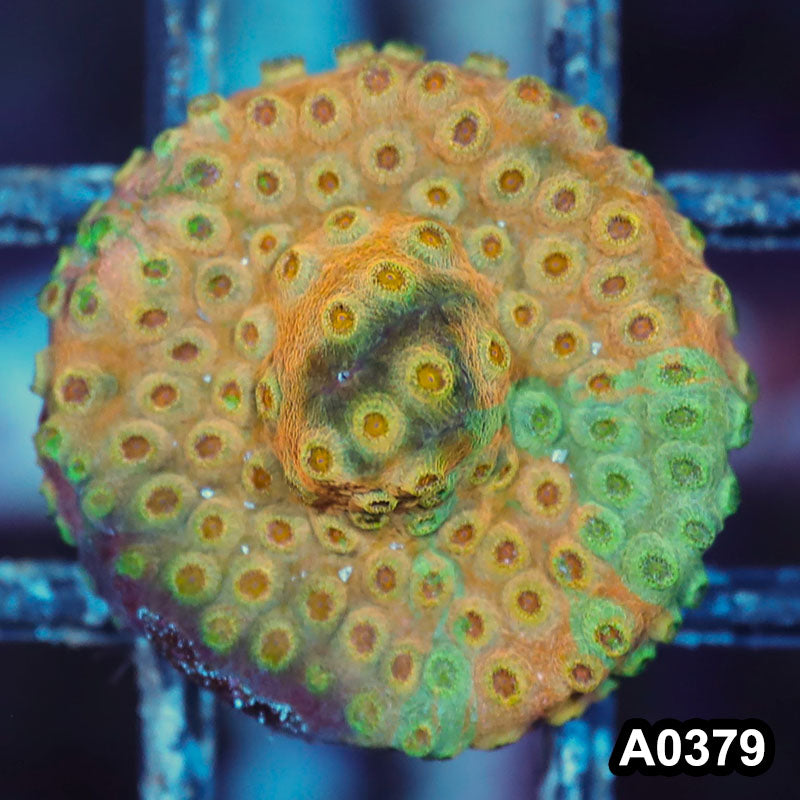 Item#A0379IN0379(S) WYSIWYG Cultured Rare Acid Trip Cyphastrea Frag