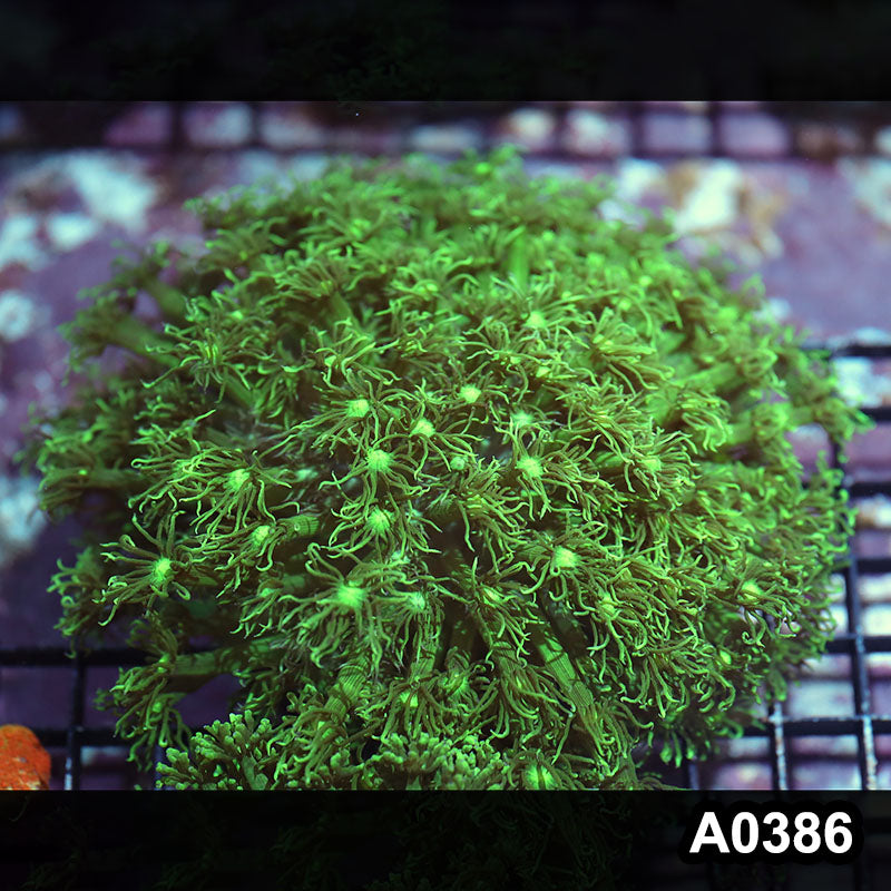 Item#A0386IN0386(M) WYSIWYG Aussie Ultra Goniopora Colony