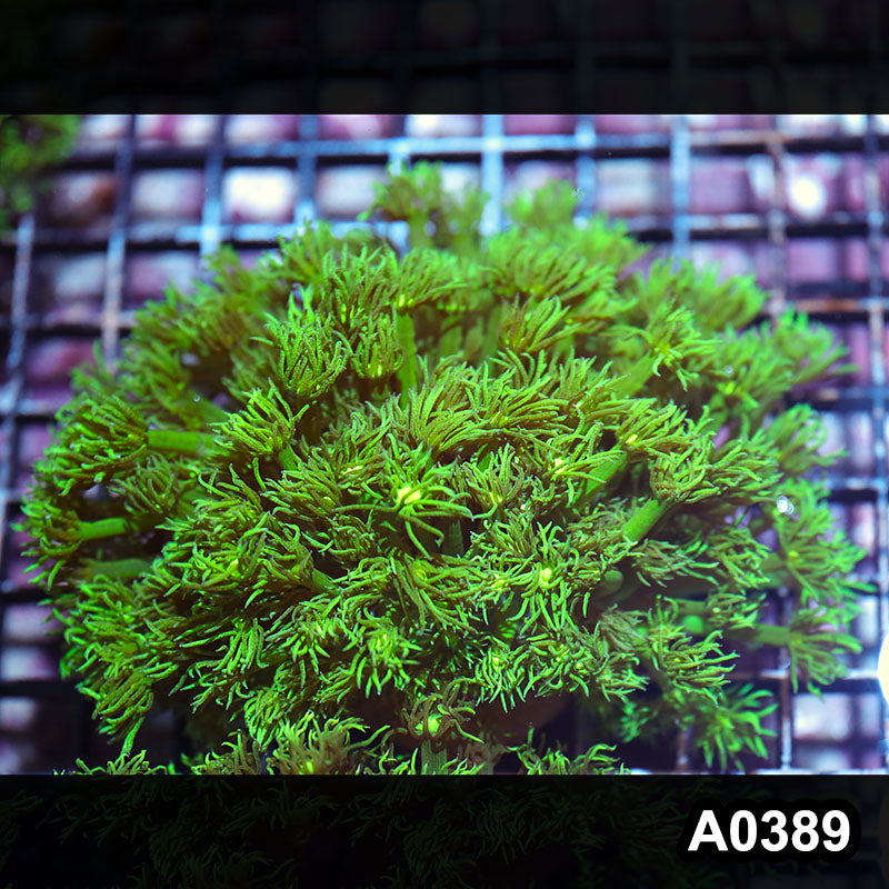 Item#A0389IN0389(L) WYSIWYG Aussie Ultra Goniopora Colony