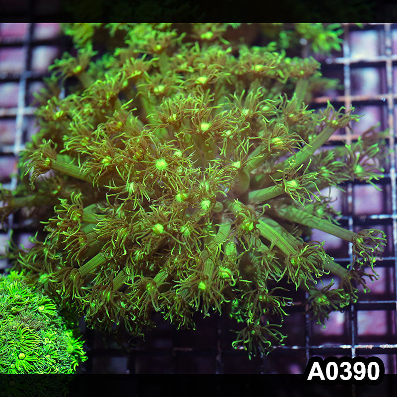 Item#A0390IN0390(M) WYSIWYG Aussie Ultra Goniopora Colony