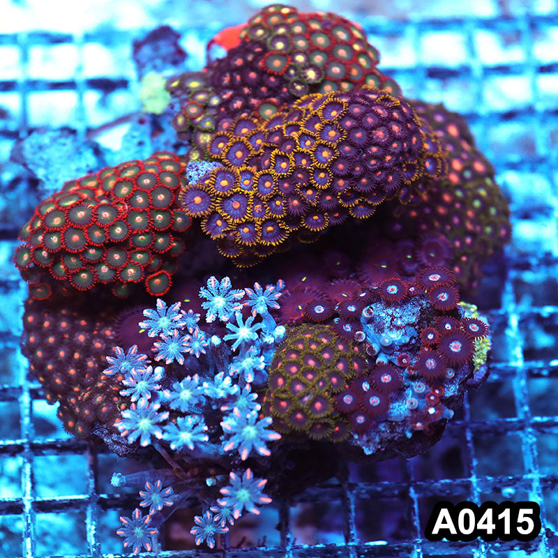 Item#A0415RW0415(XL) WYSIWYG Indo Ultra Zoanthid Mini Reef Combo