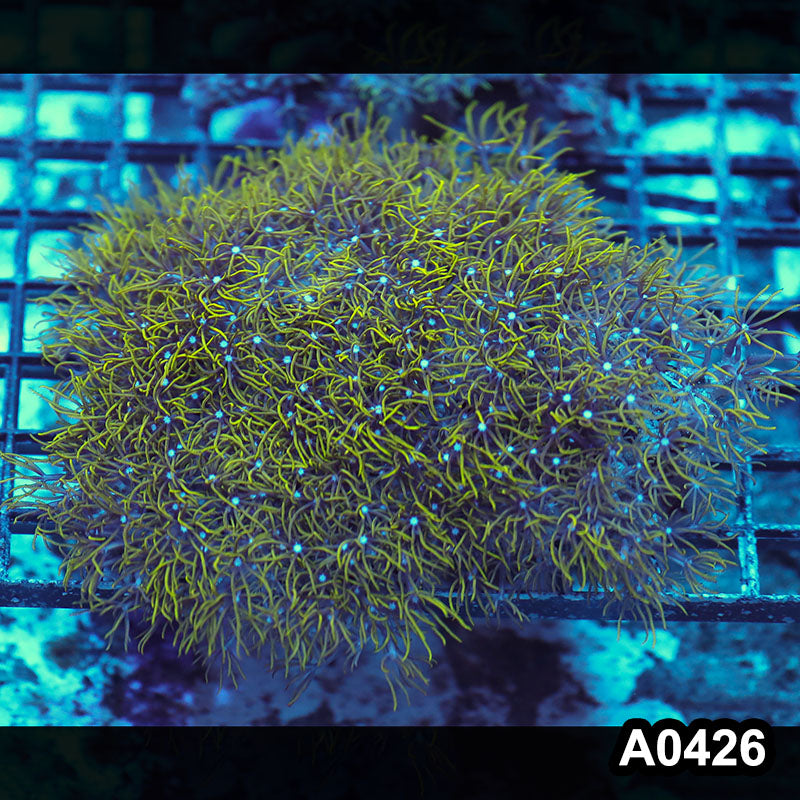 Item#A0426RW0426(M) WYSIWYG Vietnam Ultra Green Star Polyp Colony