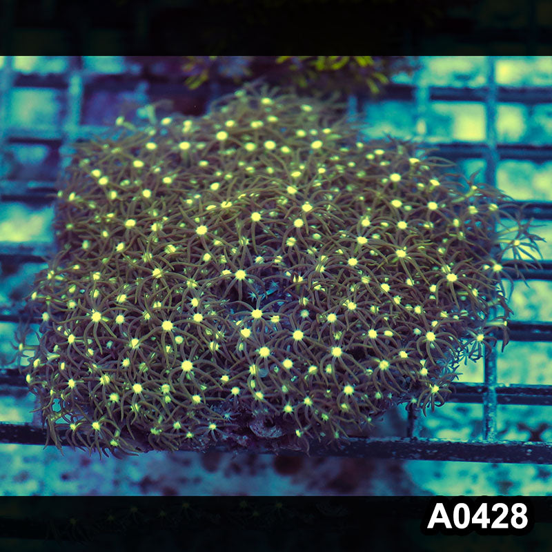 Item#A0428RW0428(M) WYSIWYG Vietnam Ultra Green Star Polyp Colony