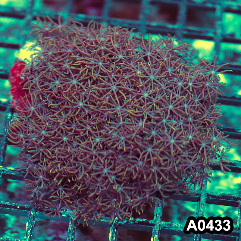 Item#A0433RW0433(M) WYSIWYG Vietnam Ultra Green Star Polyp Colony