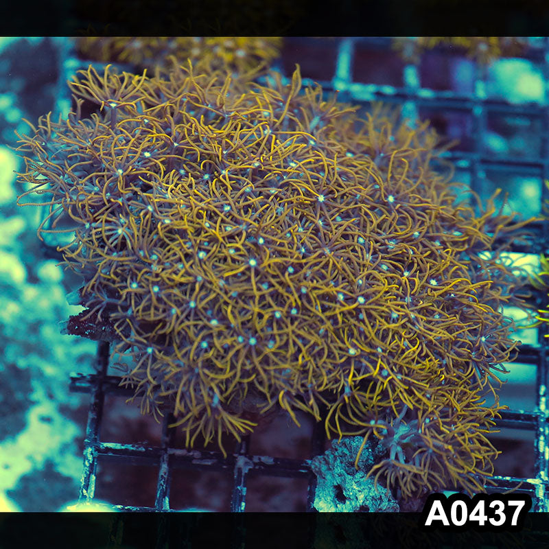 Item#A0437RW0437(M) WYSIWYG Vietnam Ultra Green Star Polyp Colony