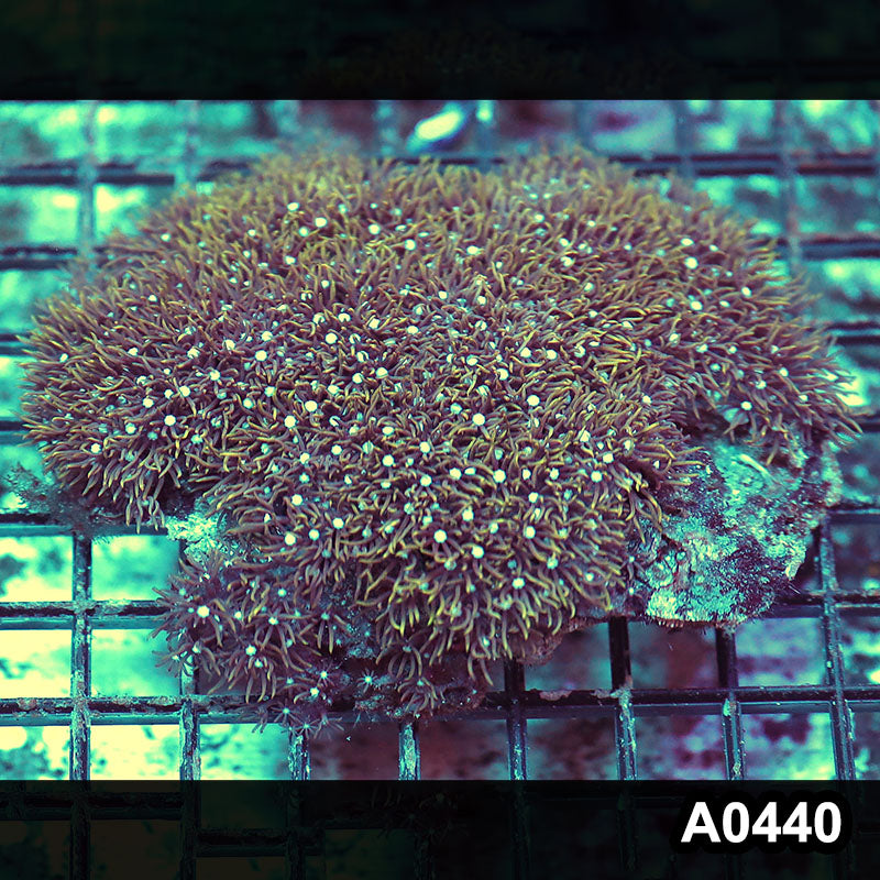 Item#A0440RW0440(M) WYSIWYG Vietnam Ultra Green Star Polyp Colony