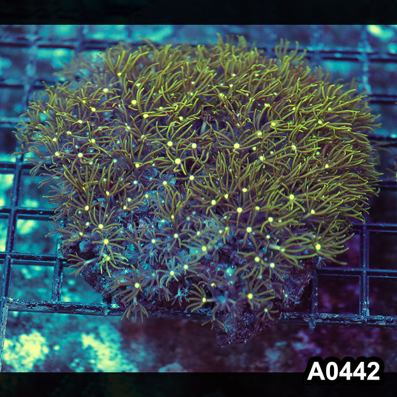 Item#A0442RW0442(M) WYSIWYG Vietnam Ultra Green Star Polyp Colony