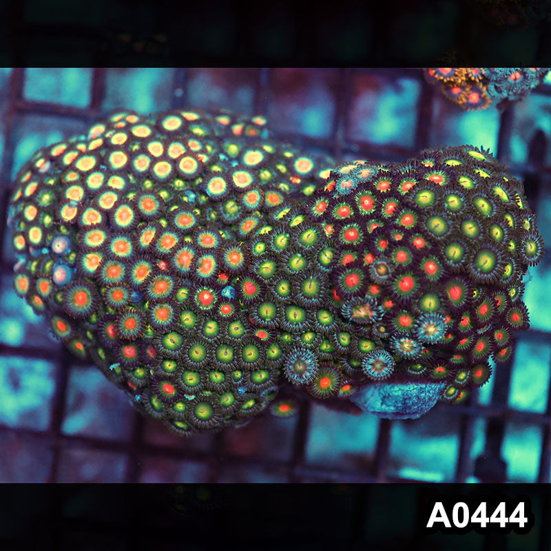 Item#A0444RW0444(M) WYSIWYG Vietnam Ultra Zoanthid Colony