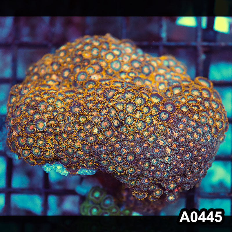 Item#A0445RW0445(M) WYSIWYG Vietnam Ultra Zoanthid Colony