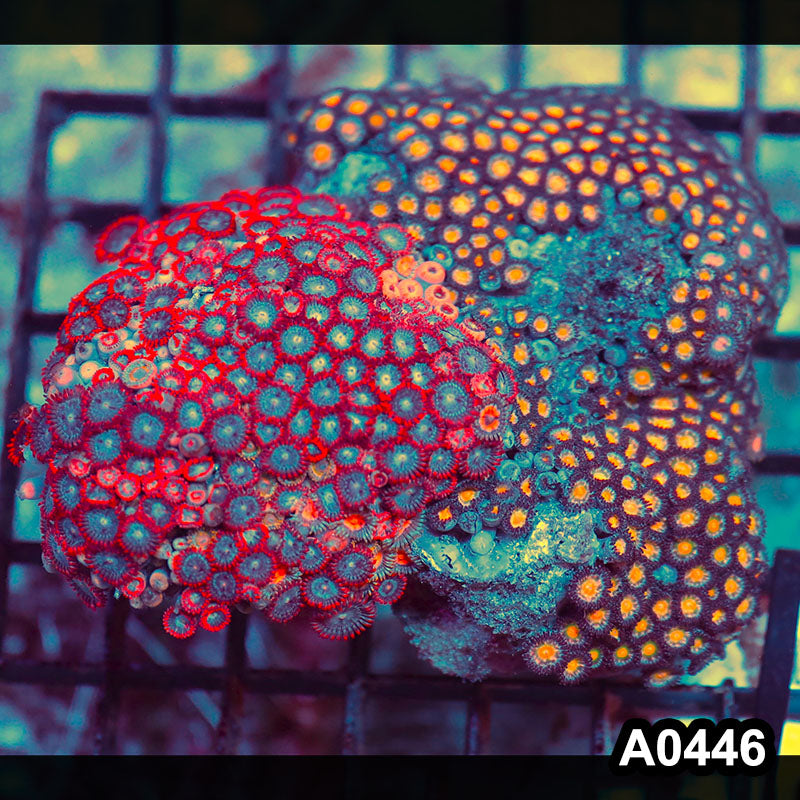 Item#A0446RW0446(M) WYSIWYG Vietnam Ultra Zoanthid Colony