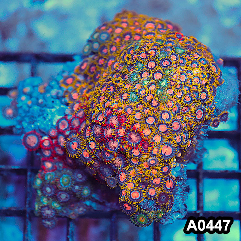 Item#A0447RW0447(M) WYSIWYG Vietnam Ultra Zoanthid Colony