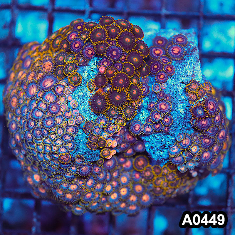 Item#A0449RW0449(M) WYSIWYG Vietnam Ultra Zoanthid Colony