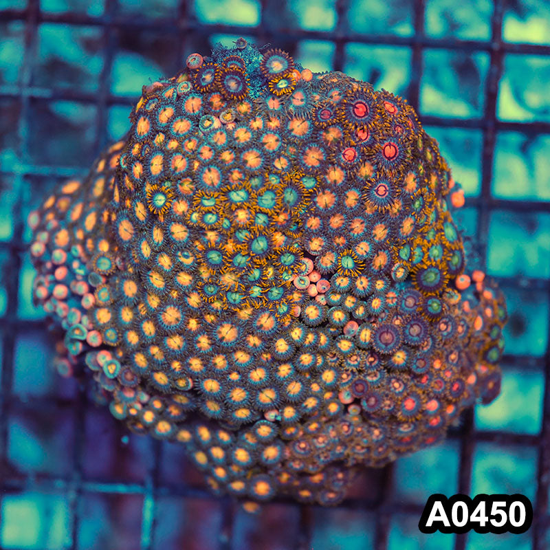 Item#A0450RW0450(M) WYSIWYG Vietnam Ultra Zoanthid Colony