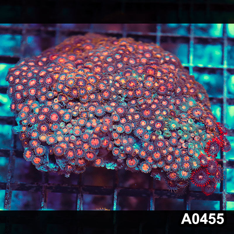 Item#A0455RW0455(M) WYSIWYG Vietnam Ultra Zoanthid Colony