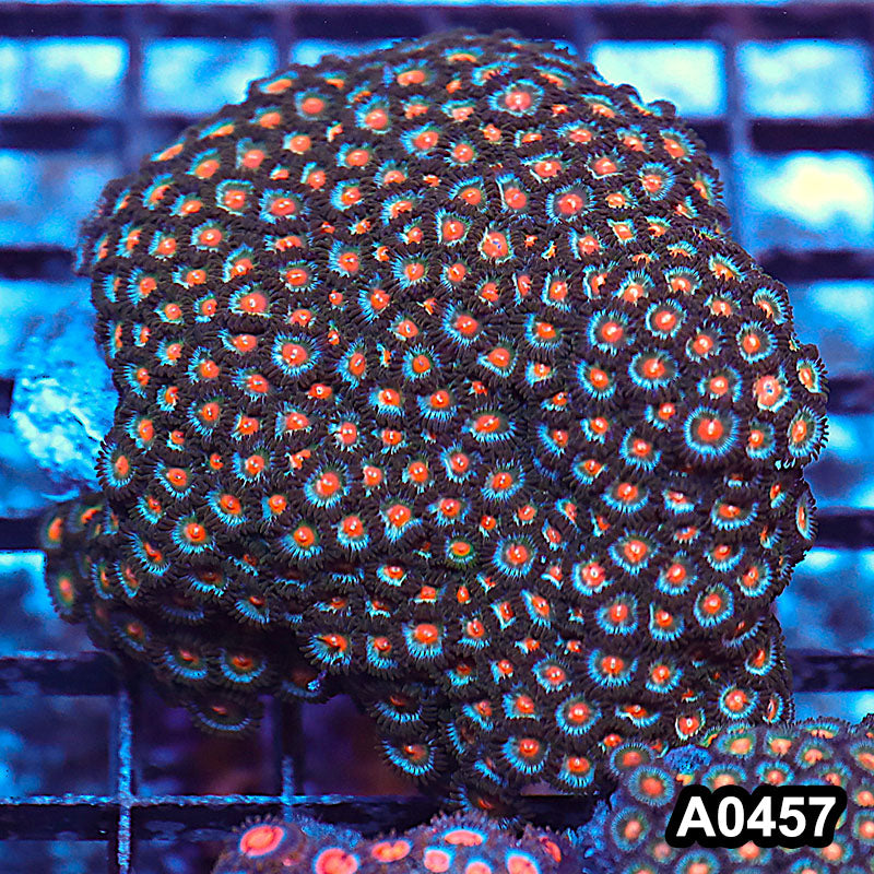 Item#A0457RW0457(M) WYSIWYG Vietnam Ultra Zoanthid Colony