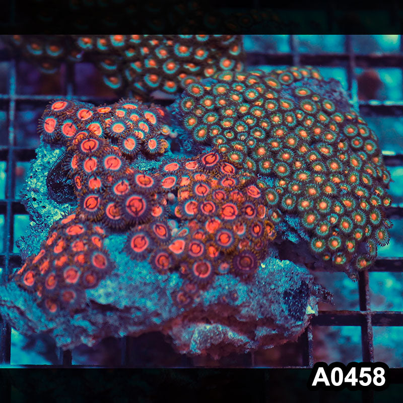 Item#A0458RW0458(M) WYSIWYG Vietnam Ultra Zoanthid Colony