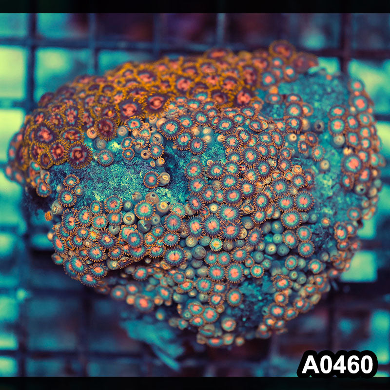 Item#A0460RW0460(M) WYSIWYG Vietnam Ultra Zoanthid Colony