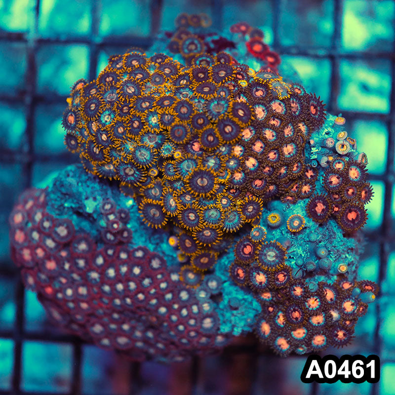 Item#A0461RW0461(M) WYSIWYG Vietnam Ultra Zoanthid Colony