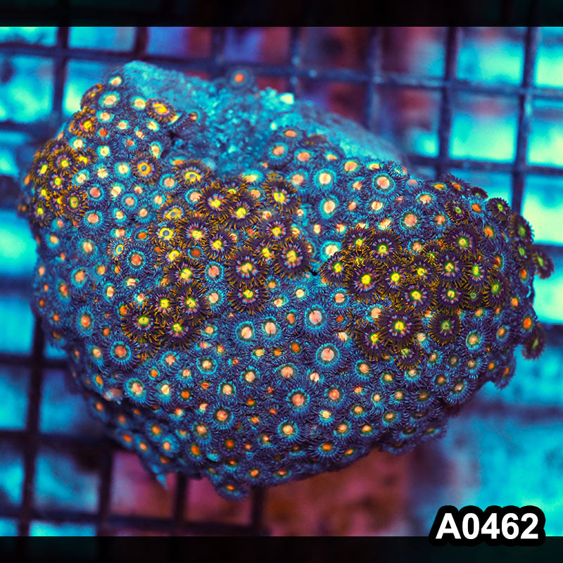 Item#A0462RW0462(M) WYSIWYG Vietnam Ultra Zoanthid Colony