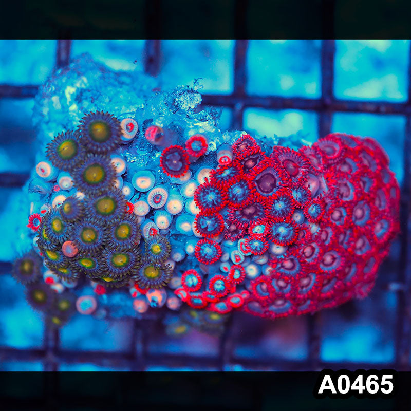 Item#A0465RW0465(M) WYSIWYG Vietnam Ultra Zoanthid Colony