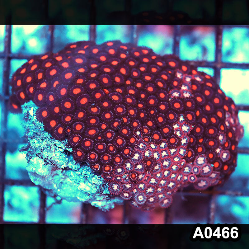 Item#A0466RW0466(M) WYSIWYG Vietnam Ultra Zoanthid Colony