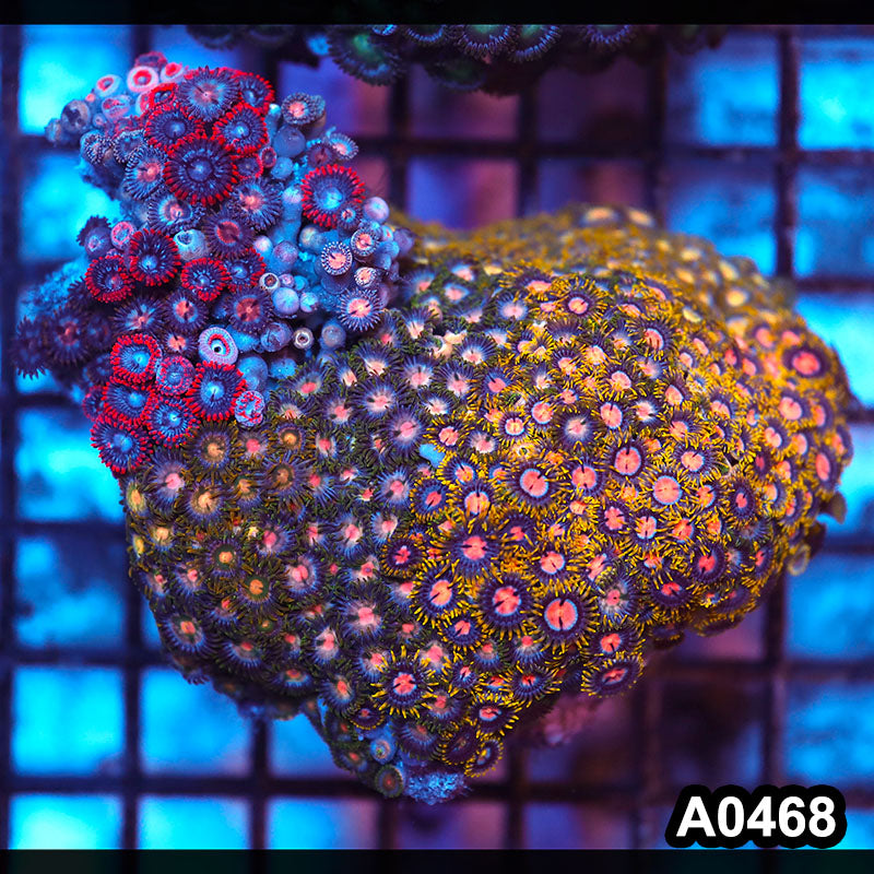 Item#A0468RW0468(M) WYSIWYG Vietnam Ultra Zoanthid Colony