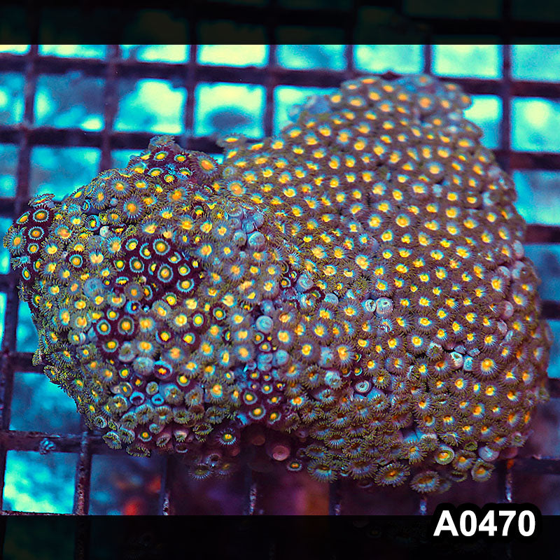Item#A0470RW0470(M) WYSIWYG Vietnam Ultra Zoanthid Colony