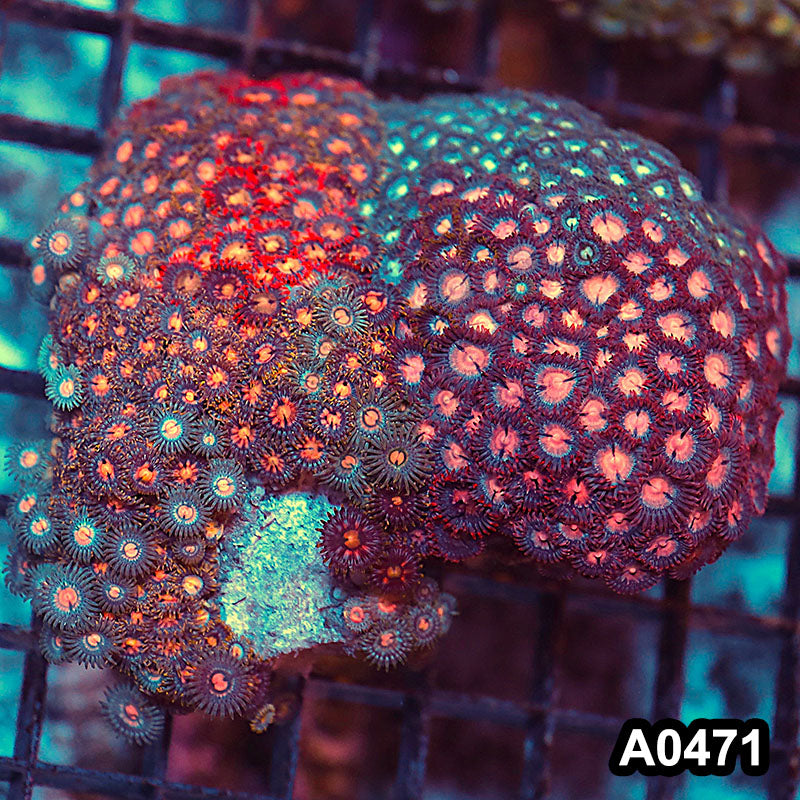 Item#A0471RW0471(M) WYSIWYG Vietnam Ultra Zoanthid Colony