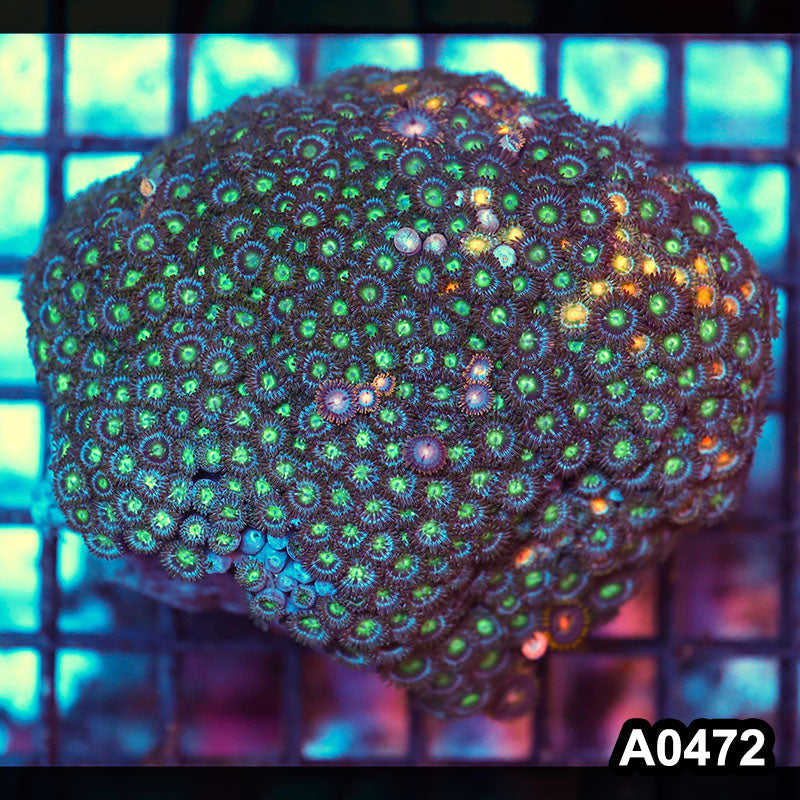 Item#A0472RW0472(M) WYSIWYG Vietnam Ultra Zoanthid Colony