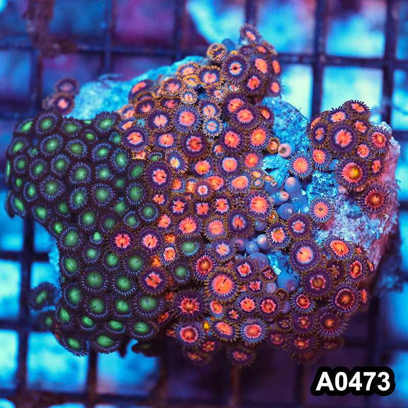 Item#A0473RW0473(M) WYSIWYG Vietnam Ultra Zoanthid Colony