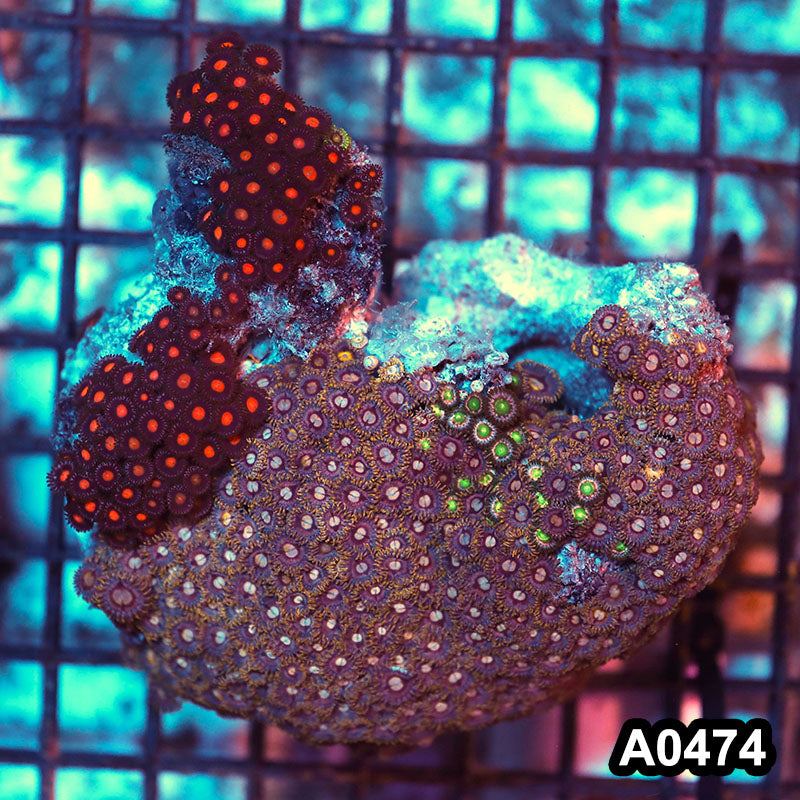 Item#A0474RW0474(M) WYSIWYG Vietnam Ultra Zoanthid Colony