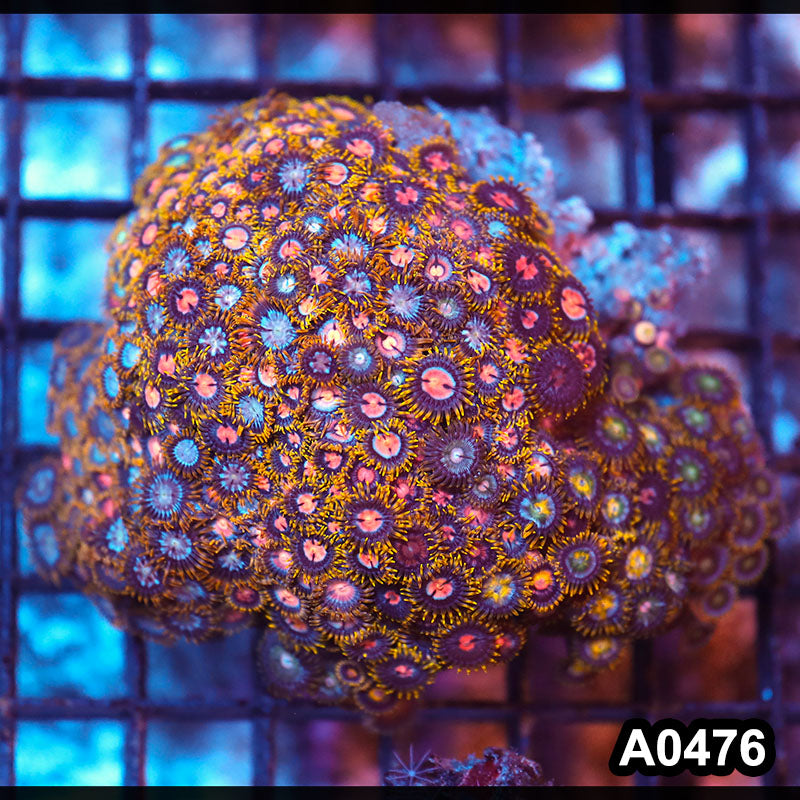 Item#A0476RW0476(M) WYSIWYG Vietnam Ultra Zoanthid Colony