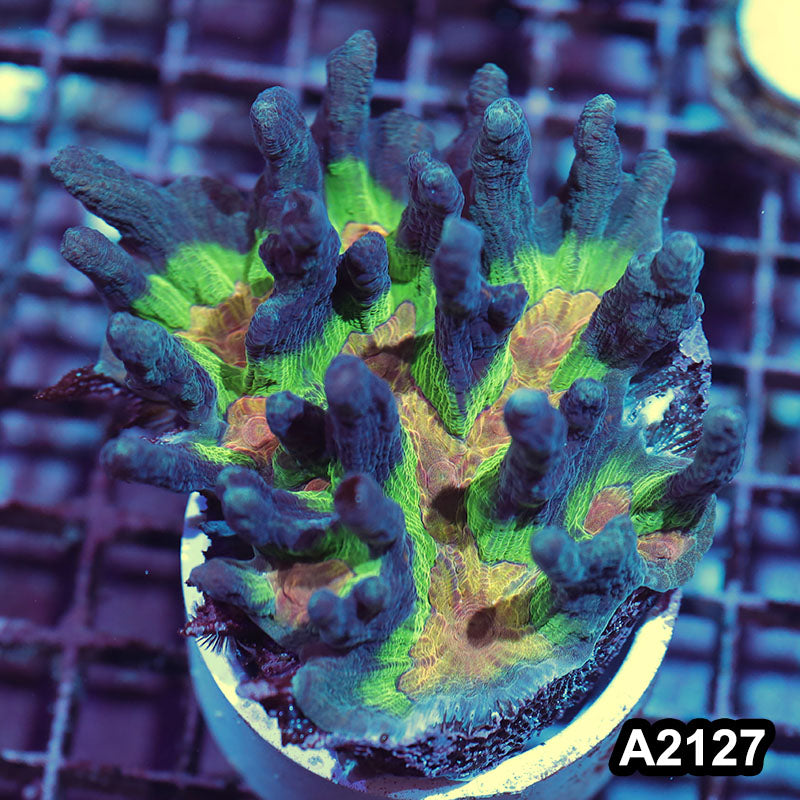 Item#A2127IN2127(M) WYSIWYG Indo Rainbow Pectinia Colony