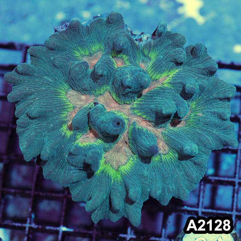 Item#A2128IN2128(M) WYSIWYG Indo Rainbow Pectinia Colony