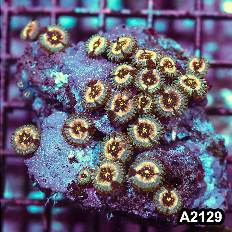Item#A2129IN2129(S) WYSIWYG Indo Ultra Unique Zoanthid Mini Colony