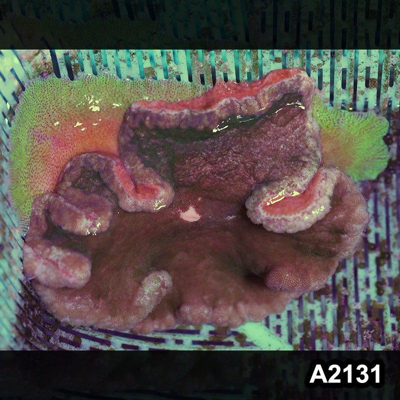 Item#A2131IN2131(M) WYSIWYG Vietnam 7 Inch Pizza Anemone